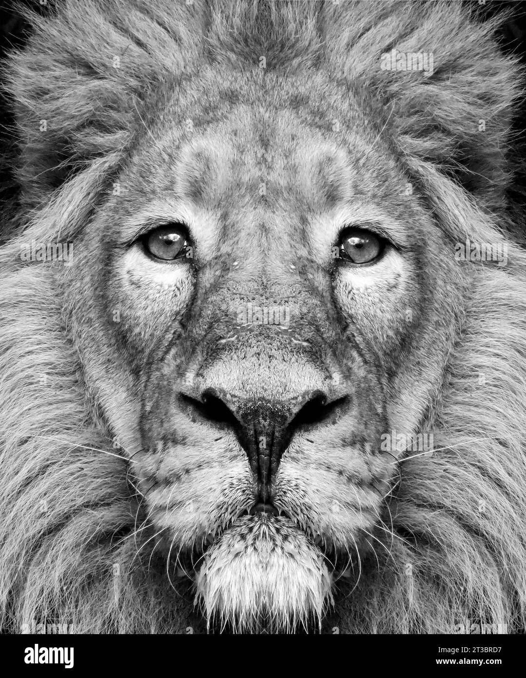 Un ritratto in bianco e nero di un leone africano maschio, Panthera leo, sguardo diretto con una criniera e naso cicatrizzato. Foto Stock