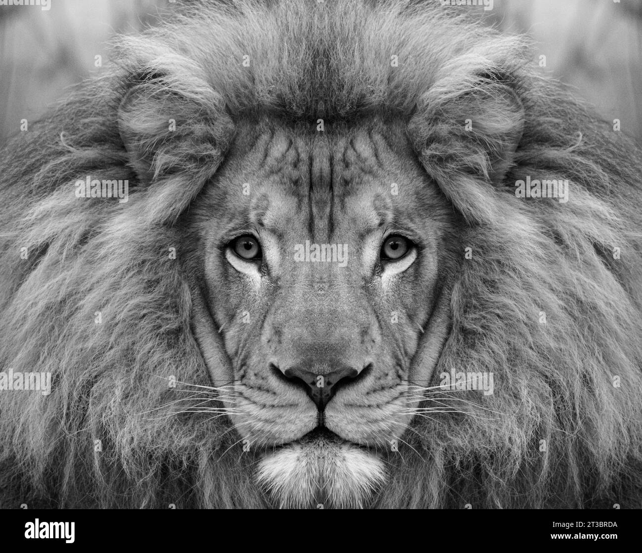 Un ritratto in bianco e nero di un leone africano maschio, Panthera leo, sguardo diretto con una criniera e naso cicatrizzato. Foto Stock