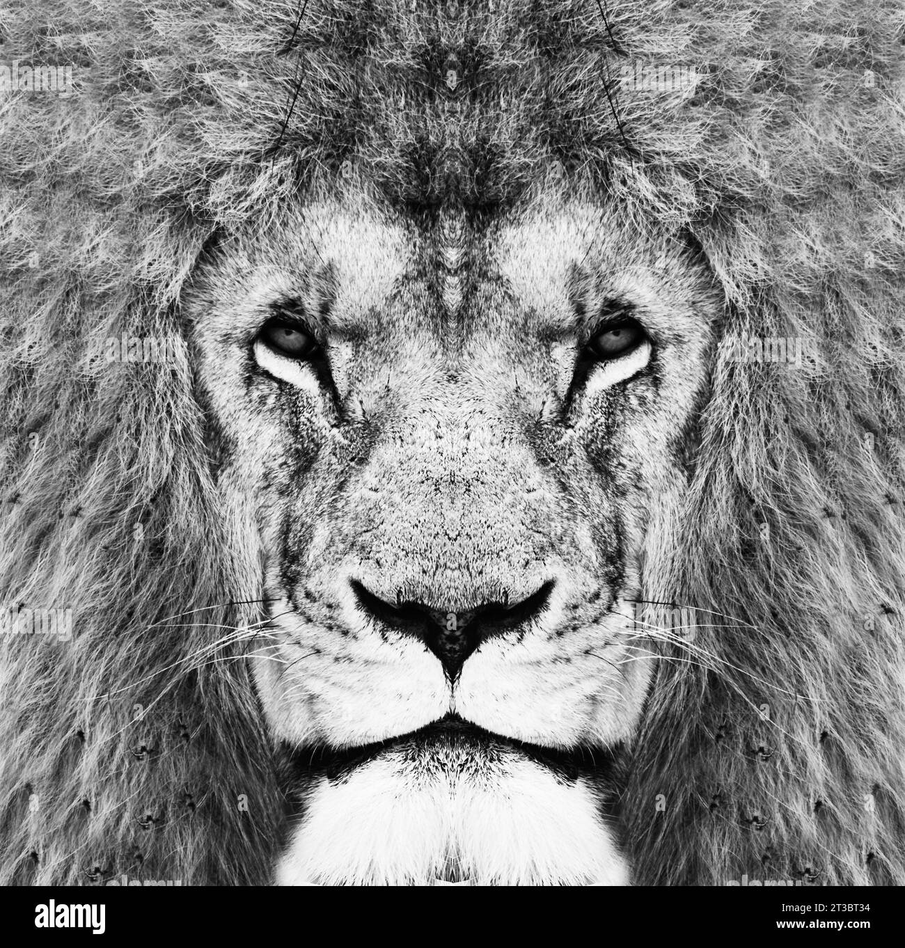 Un ritratto in bianco e nero di un leone africano maschio, Panthera leo, sguardo diretto con una criniera e naso cicatrizzato. Foto Stock