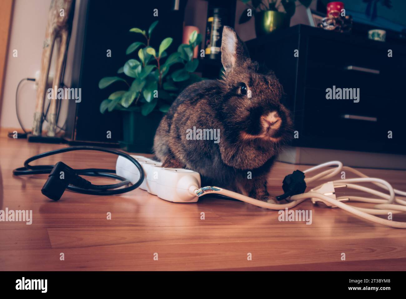 cavo della casa danneggiato da coniglio domestico Foto Stock