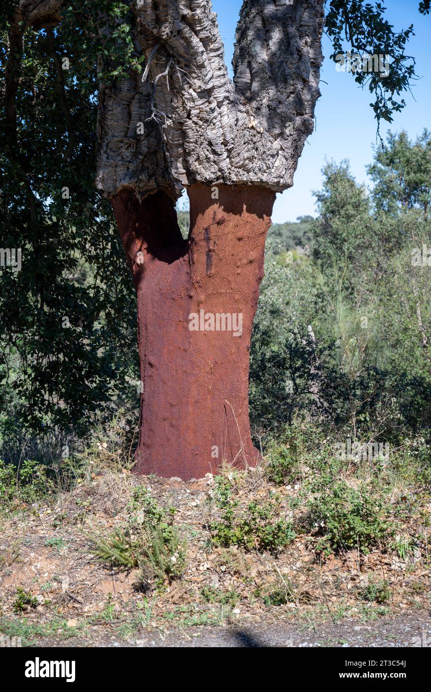 Il Quercus suber, comunemente chiamato quercia da sughero, è un albero di quercia sempreverde di medie dimensioni nella sezione Quercus sect. cerris. È la fonte primaria di CO Foto Stock