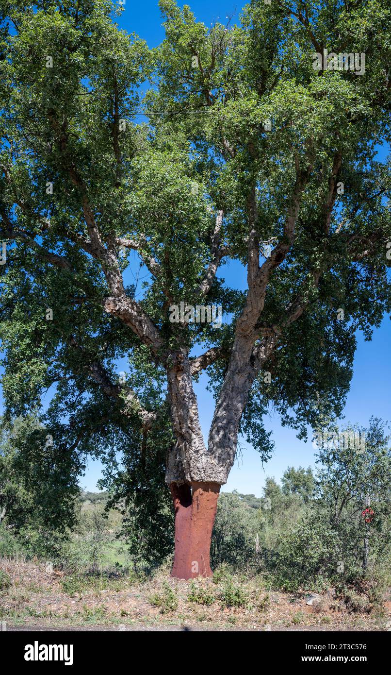 Il Quercus suber, comunemente chiamato quercia da sughero, è un albero di quercia sempreverde di medie dimensioni nella sezione Quercus sect. cerris. È la fonte primaria di CO Foto Stock