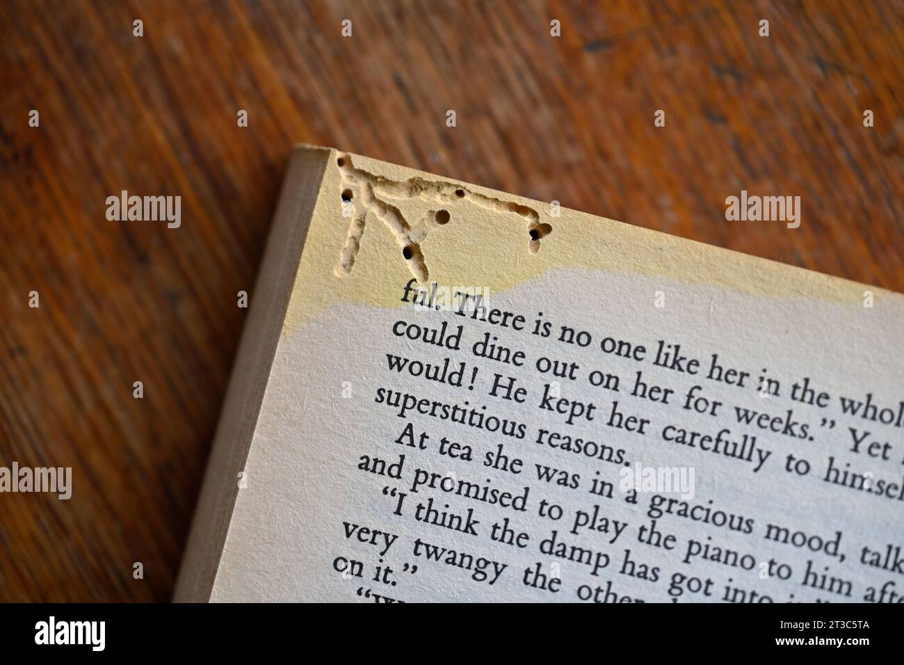 L'angolo del libro è attaccato da buchi noiosi Foto Stock