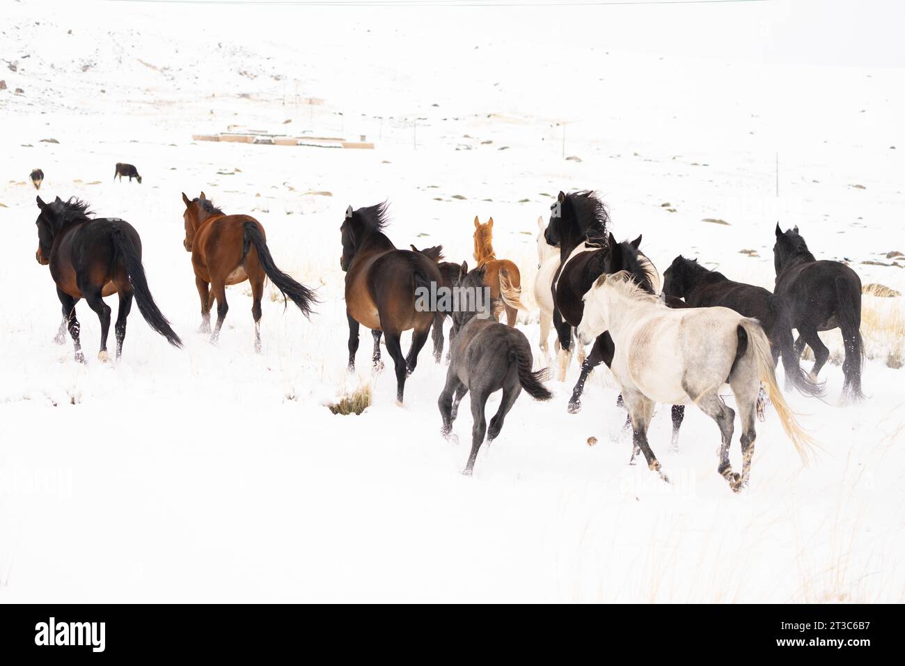 Allevare cavalli nella steppa del Kirghizistan Foto Stock