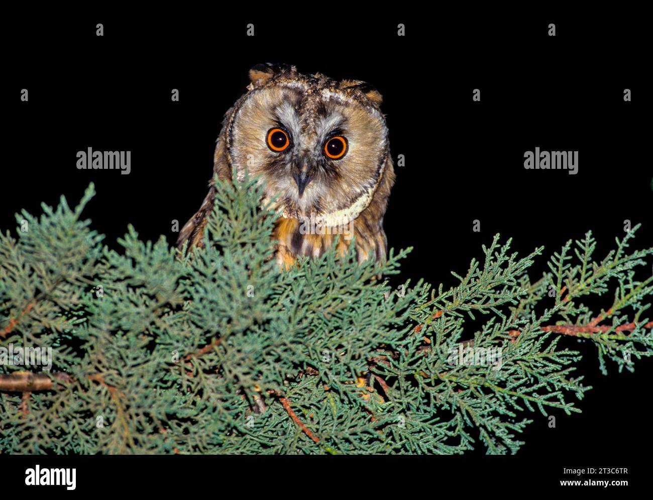Il gufo dalle orecchie lunghe (Asio otus بومة أذناء ), noto anche come gufo dalle orecchie lunghe settentrionali o, più informalmente, come gufo corno minore o gufo gatto, è un m Foto Stock