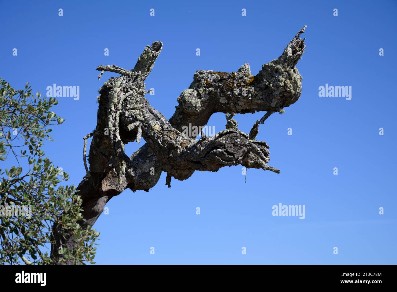 Il Quercus suber, comunemente chiamato quercia da sughero, è un albero di quercia sempreverde di medie dimensioni nella sezione Quercus sect. cerris. È la fonte primaria di CO Foto Stock