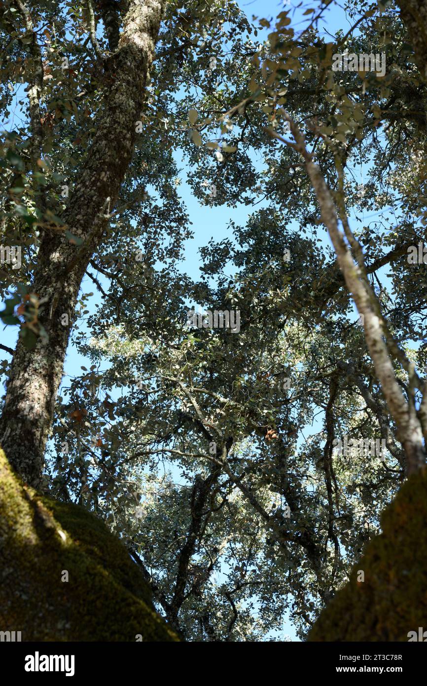Il Quercus suber, comunemente chiamato quercia da sughero, è un albero di quercia sempreverde di medie dimensioni nella sezione Quercus sect. cerris. È la fonte primaria di CO Foto Stock