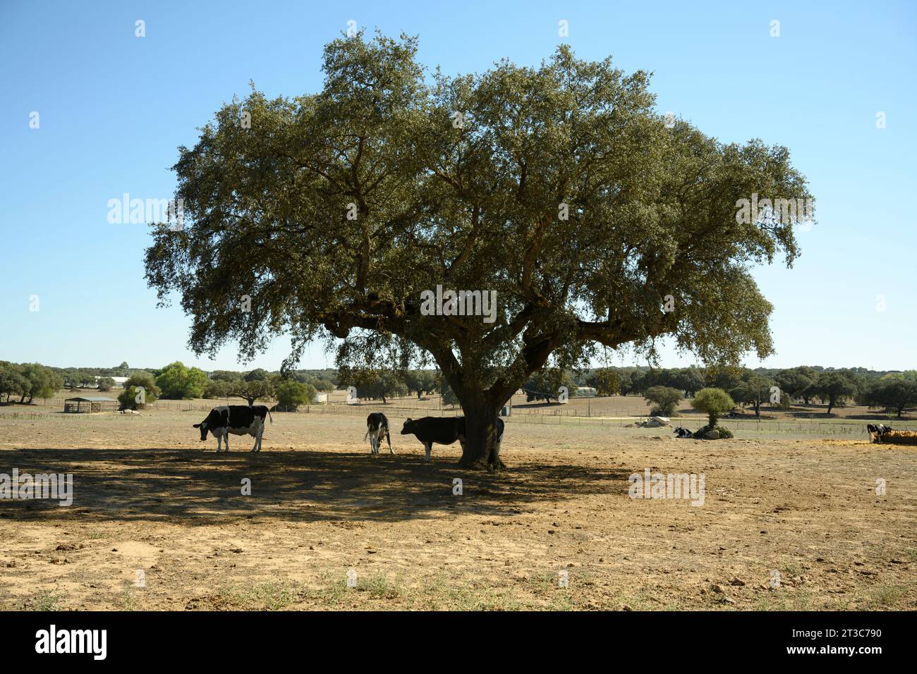 Il Quercus suber, comunemente chiamato quercia da sughero, è un albero di quercia sempreverde di medie dimensioni nella sezione Quercus sect. cerris. È la fonte primaria di CO Foto Stock