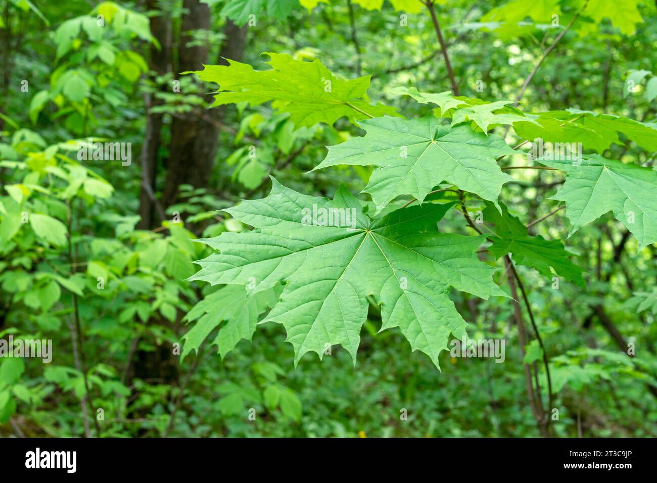 Giovani foglie d'acero nella foresta. Alberi d'acero all'inizio della fioritura primaverile. Foto Stock