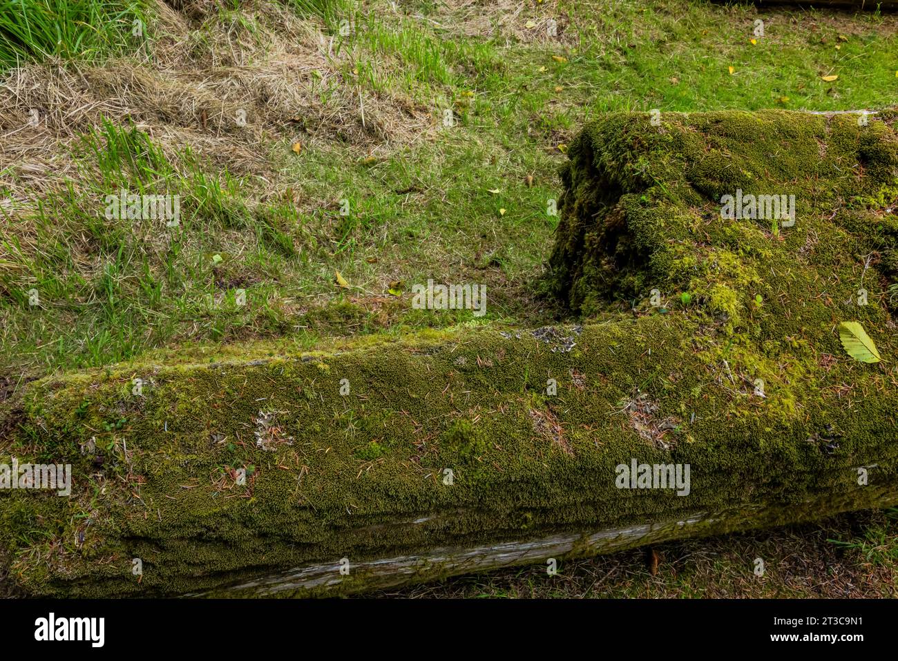 Palo mortuario caduto che un tempo conteneva una scatola contenente i resti di un antenato nell'antico villaggio di K'uuna Linagaay, alias Skedans, su Louis Foto Stock