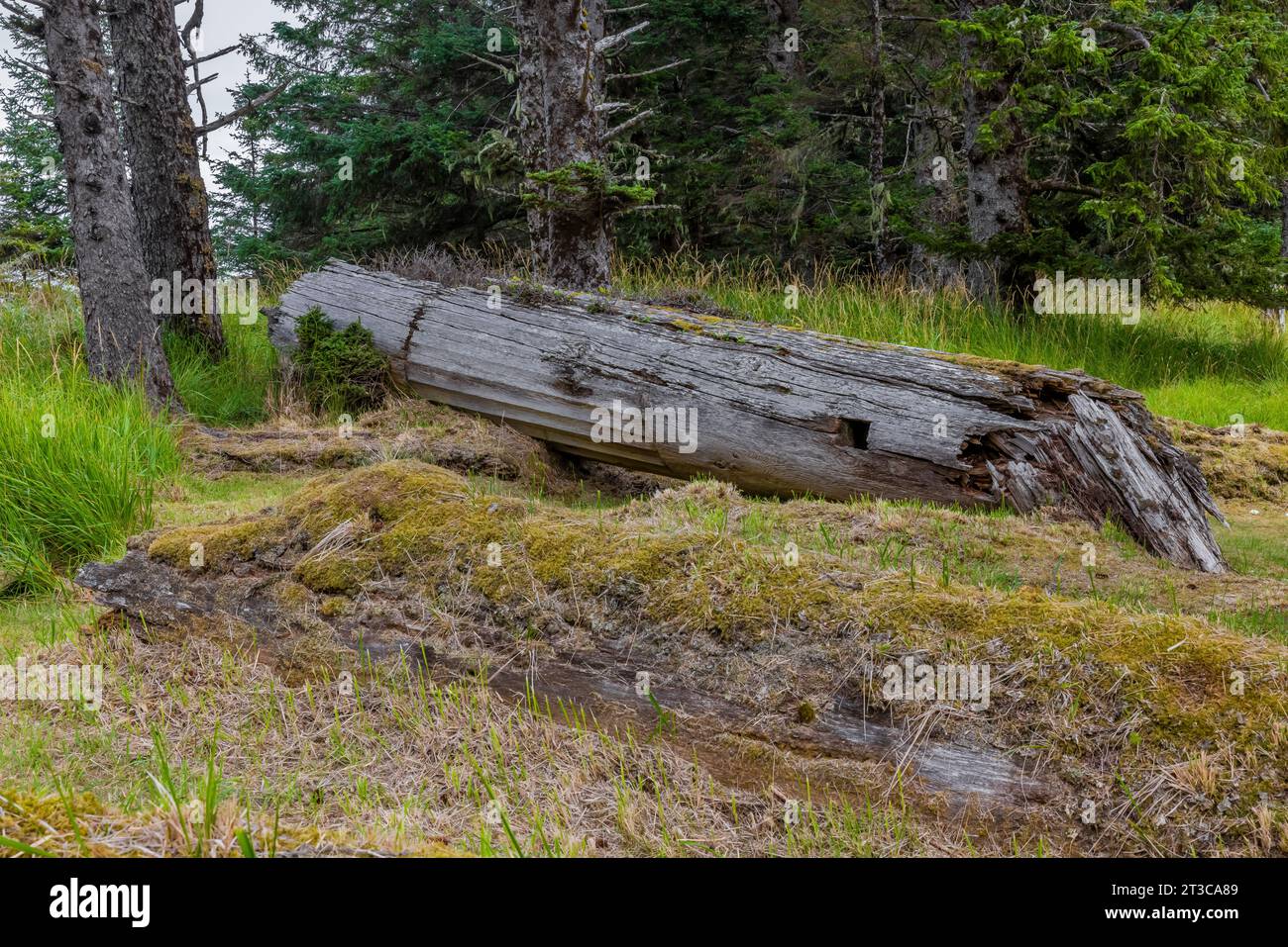 Totem caduto che mostra l'influenza europea sotto forma di colonne doriche nell'antico villaggio sito di K'uuna Linagaay, alias Skedans, sull'isola Louise, ak Foto Stock