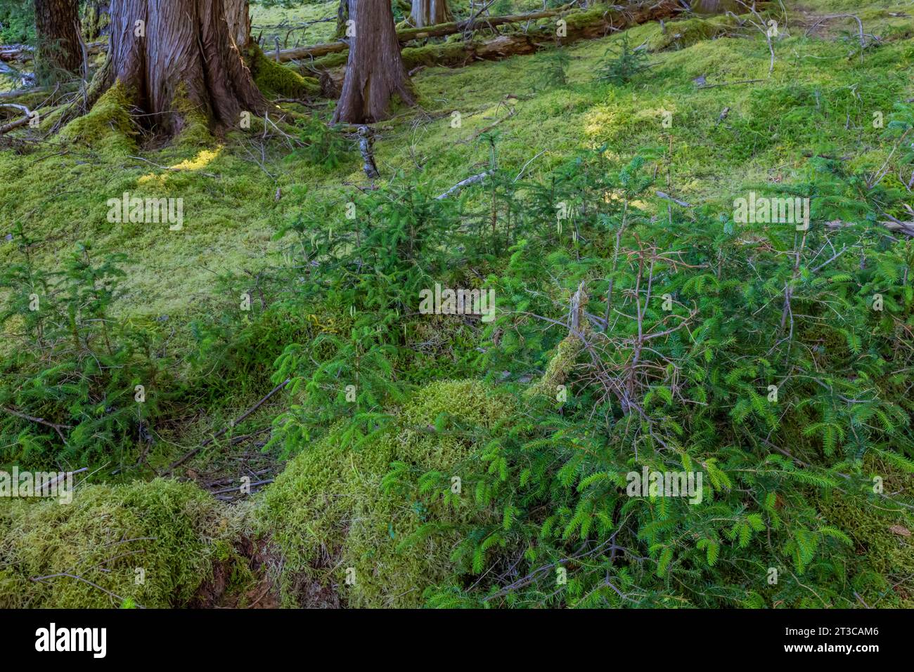 Sitka Spruce, Picea stichensis, pesantemente brunito dai cervi introdotti nella foresta pluviale di Haida Gwaii, Columbia Britannica, Canada Foto Stock