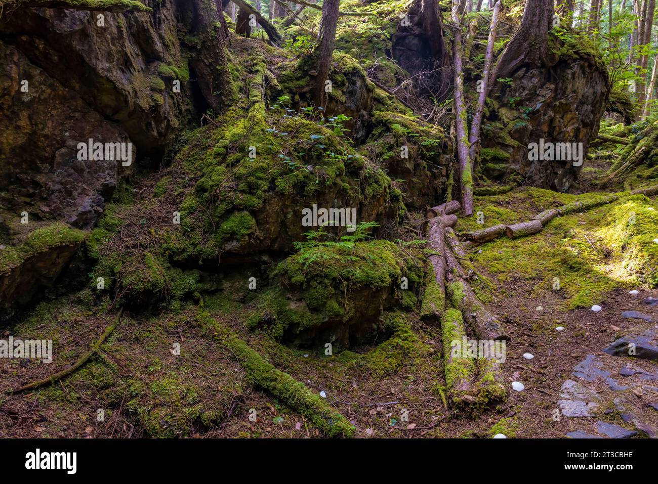 Sentiero che conduce al sito patrimonio dell'umanità dell'UNESCO Sgang Gwaay Llnagaay, alias Ninstints, nella riserva del Parco Nazionale di Gwaii Haanas, Haida Gwaii, British Columbia, Foto Stock