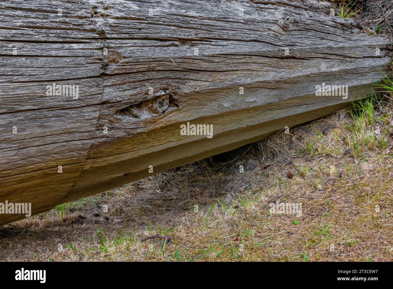 Totem caduto che mostra l'influenza europea sotto forma di colonne doriche nell'antico villaggio sito di K'uuna Linagaay, alias Skedans, sull'isola Louise, ak Foto Stock