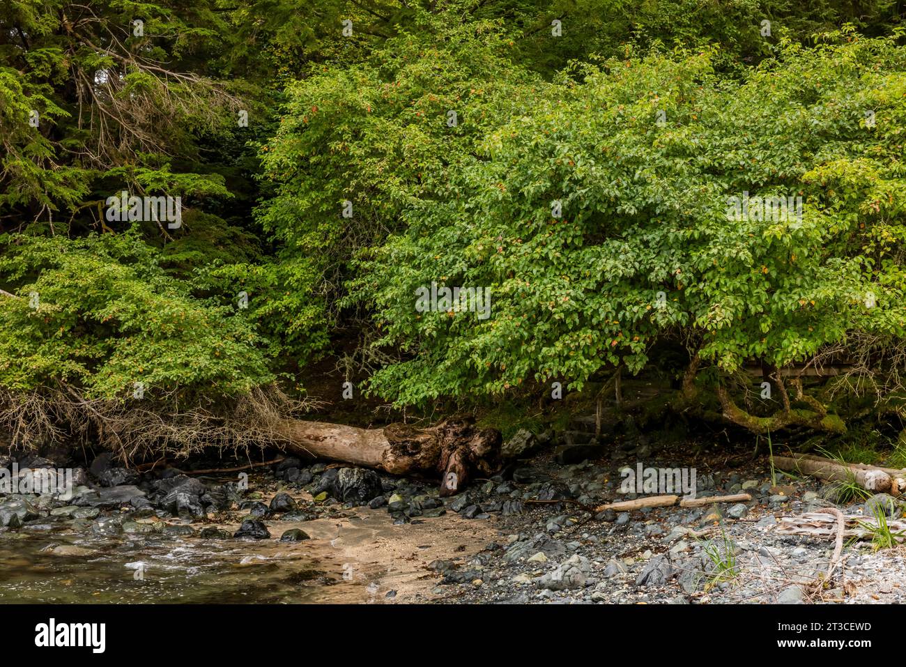 Mela del granchio del Pacifico, Malus fusca, alberi presso Sgang Gwaay Llnagaay, sito patrimonio dell'umanità dell'UNESCO, un antico villaggio nel Parco Nazionale di Gwaii Haanas Reser Foto Stock