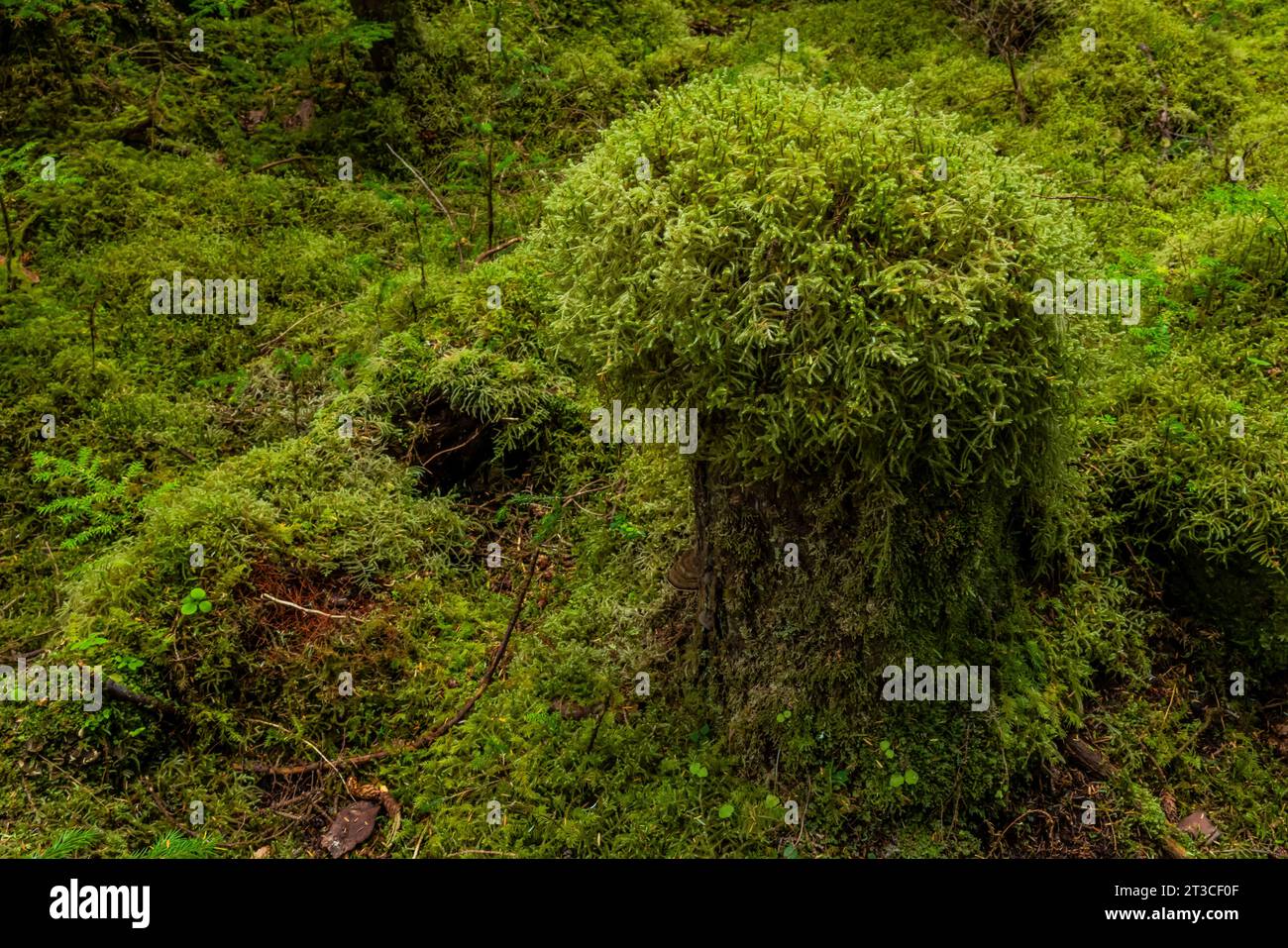 Foresta pluviale di Sgang Gwaay Llnagaay, sito patrimonio dell'umanità dell'UNESCO, un antico villaggio sito nel Parco Nazionale di Gwaii Haanas, Haida Gwaii, col Foto Stock