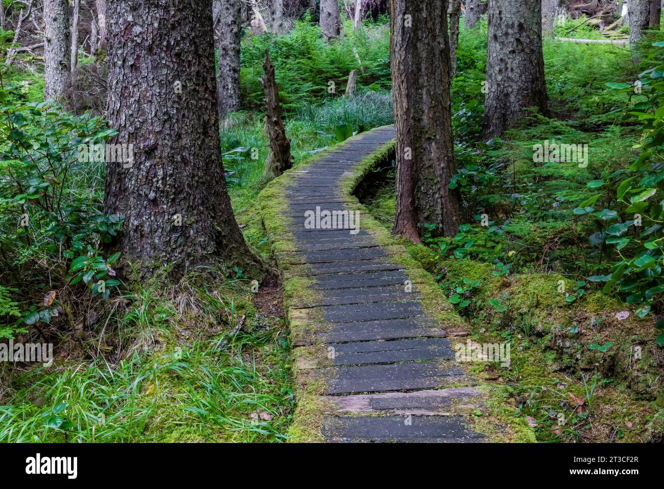 Sentiero che conduce al sito patrimonio dell'umanità dell'UNESCO Sgang Gwaay Llnagaay, alias Ninstints, nella riserva del Parco Nazionale di Gwaii Haanas, Haida Gwaii, British Columbia, Foto Stock