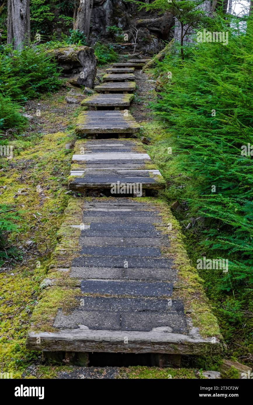 Sentiero che conduce al sito patrimonio dell'umanità dell'UNESCO Sgang Gwaay Llnagaay, alias Ninstints, nella riserva del Parco Nazionale di Gwaii Haanas, Haida Gwaii, British Columbia, Foto Stock