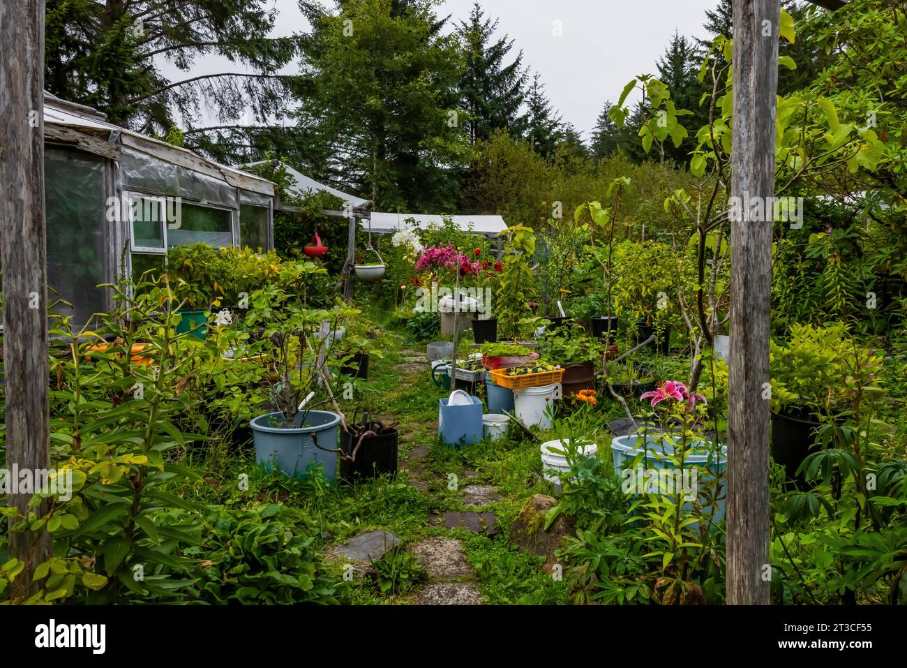 Casa e giardino presso la vecchia Rose Harbour Whaling Station, nel Gwaii Haanas National Park Reserve, Haida Gwaii, British Columbia, Canada [nessun rel. Proprietà Foto Stock