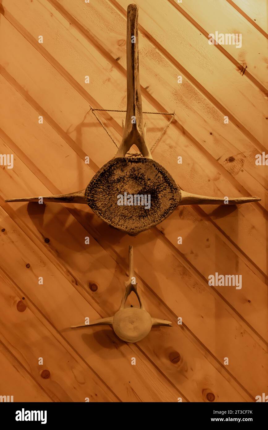 Osso di balena alle pareti nel nuovo ristorante, con decor creativo e meravigliosi pasti biologici, presso la vecchia stazione baleniera Rose Harbour, nella nazione Gwaii Haanas Foto Stock