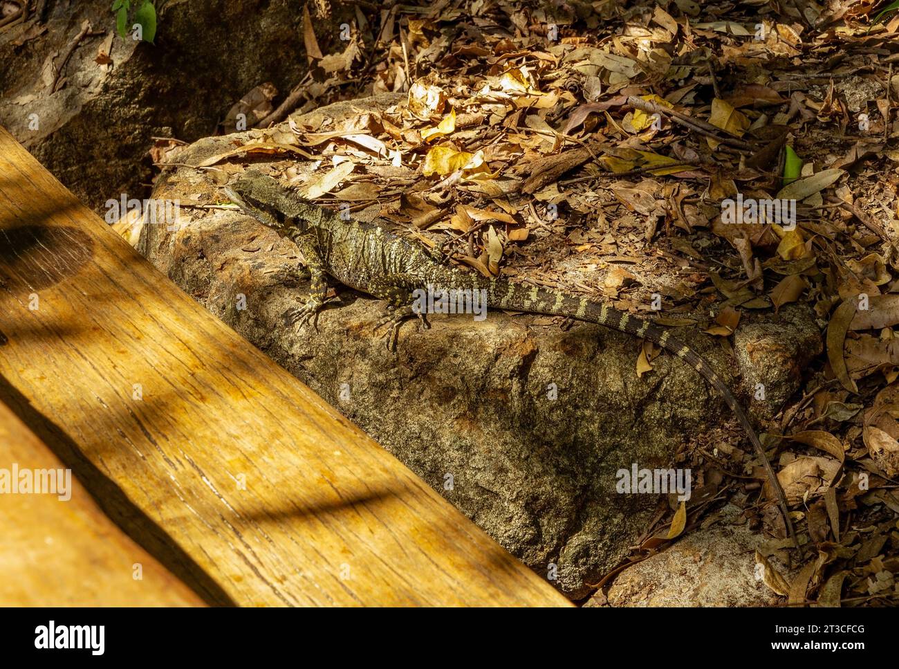 Water Dragon a Noosa Heads Queensland, Australia Foto Stock