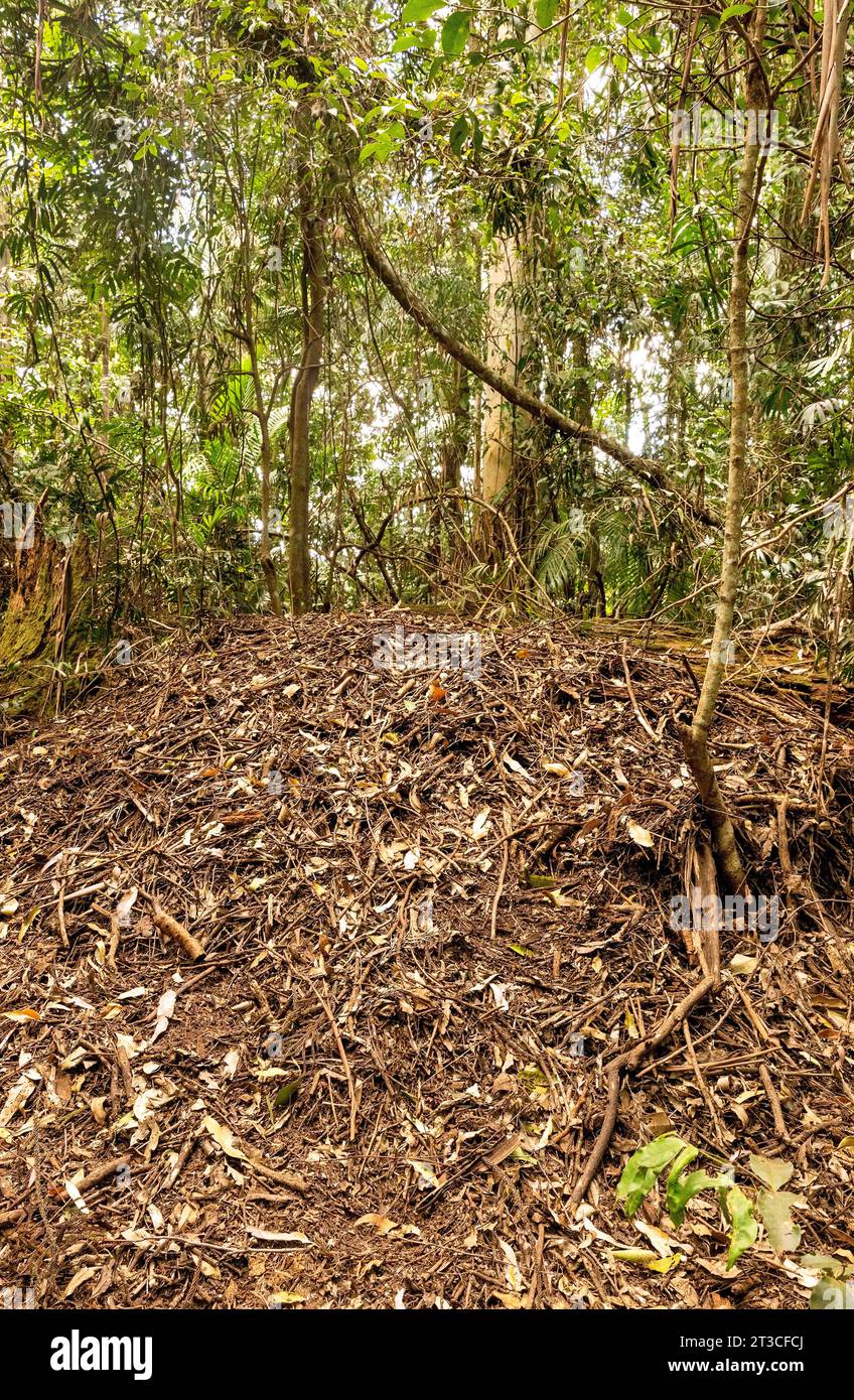 Alectura Lathami Nest per la deposizione delle uova nelle Tamborine Mountains, Queensland, Australia Foto Stock