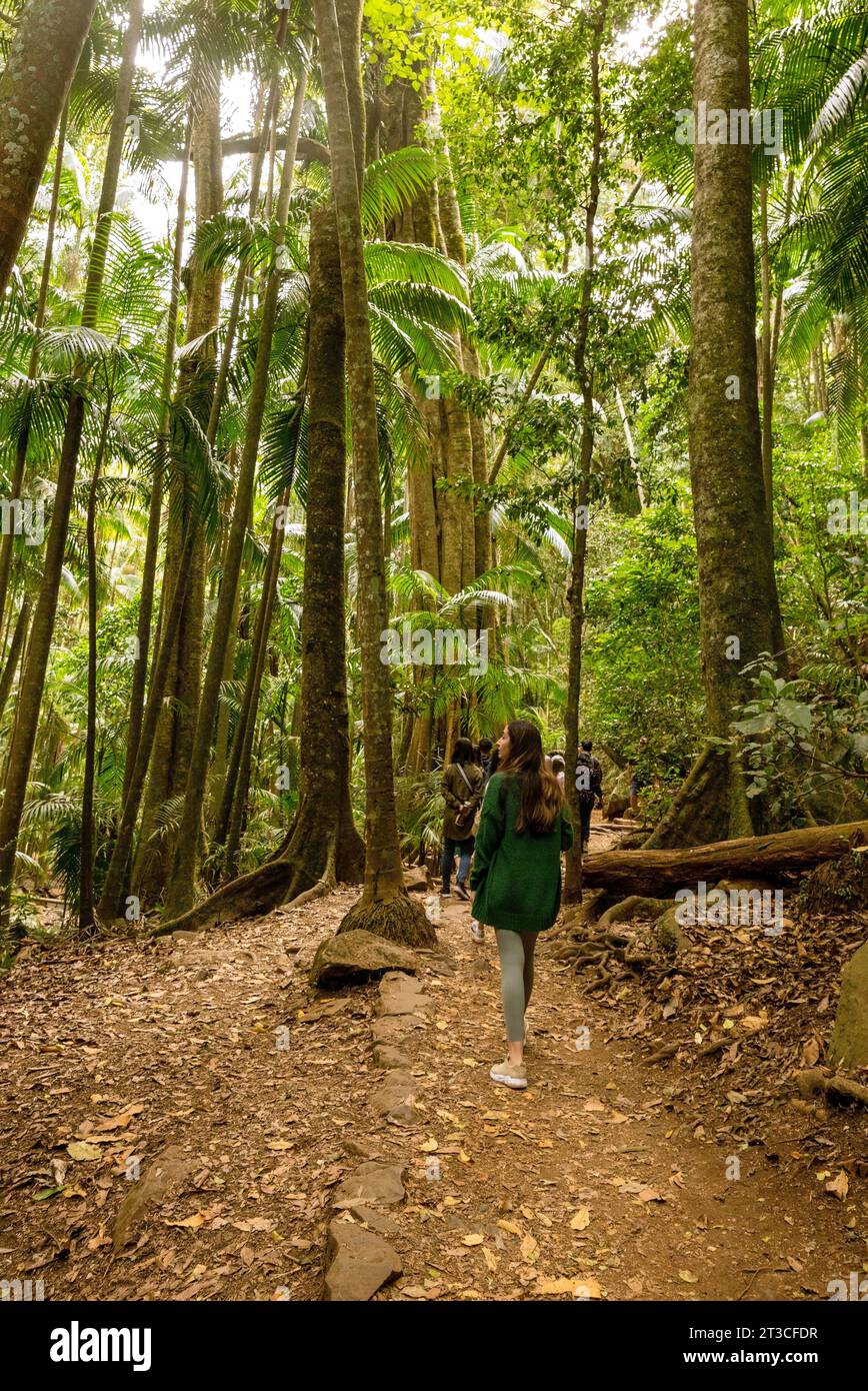 Il Parco Nazionale del Monte Tamborine ospita alcuni dei boschi più antichi del Queensland, Australia Foto Stock