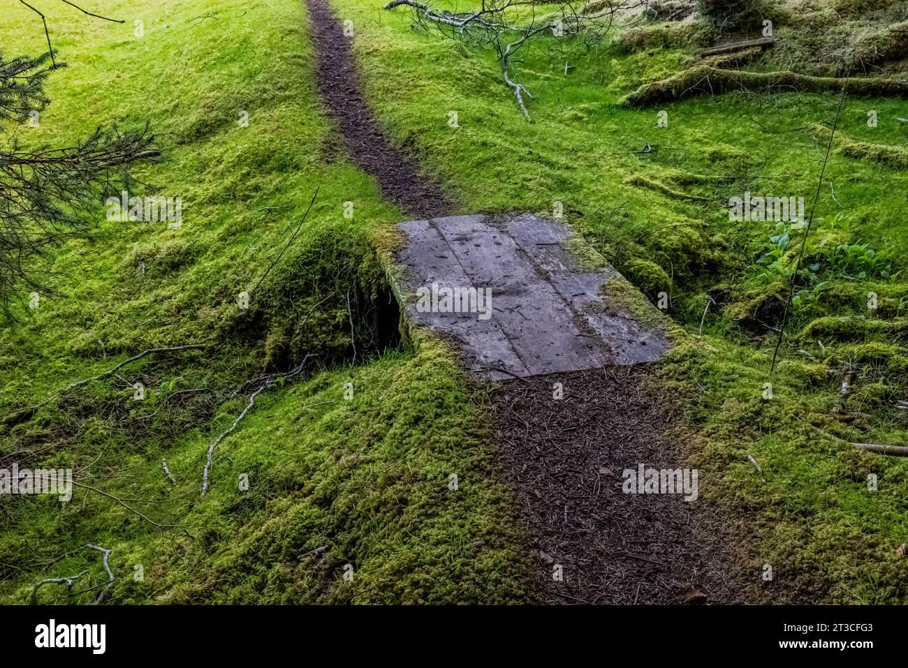 Piccolo ponte presso la vecchia Rose Harbour Whaling Station, nel Gwaii Haanas National Park Reserve, Haida Gwaii, British Columbia, Canada Foto Stock
