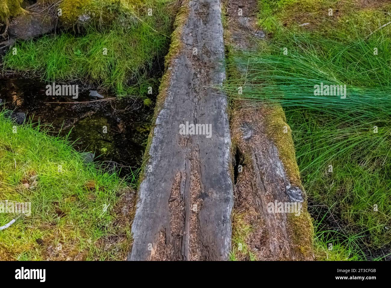 Piccolo ponte presso la vecchia Rose Harbour Whaling Station, nel Gwaii Haanas National Park Reserve, Haida Gwaii, British Columbia, Canada Foto Stock