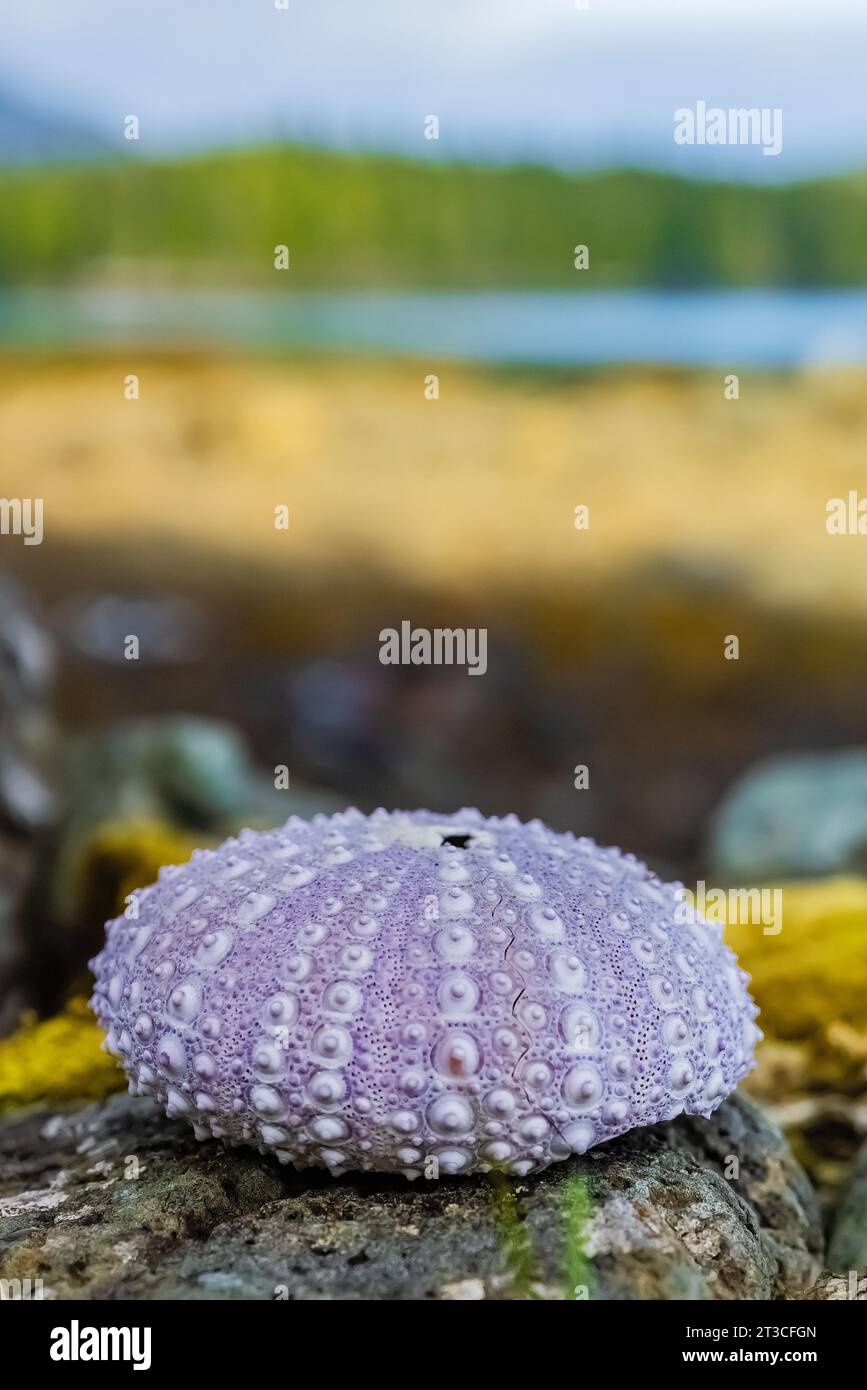 Test di urchina gigante del Mar Rosso presso la vecchia Rose Harbour Whaling Station, nella riserva del Parco Nazionale di Gwaii Haanas, Haida Gwaii, British Columbia, Canada Foto Stock