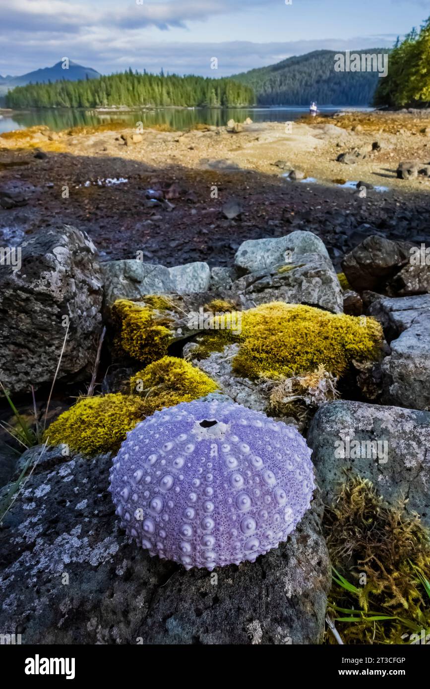 Test di urchina gigante del Mar Rosso presso la vecchia Rose Harbour Whaling Station, nella riserva del Parco Nazionale di Gwaii Haanas, Haida Gwaii, British Columbia, Canada Foto Stock