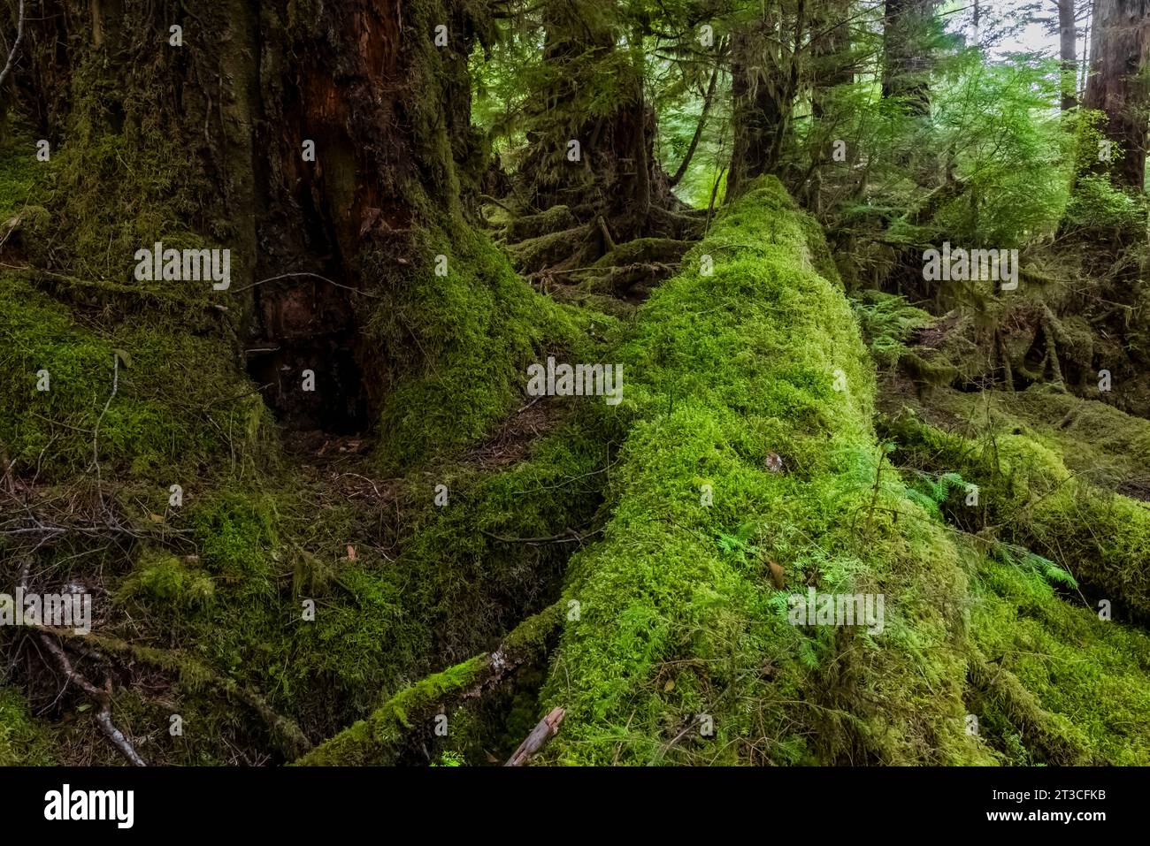 Lussureggiante foresta pluviale a Rose Harbour, riserva del Parco Nazionale di Gwaii Haanas, Haida Gwaii, British Columbia, Canada Foto Stock