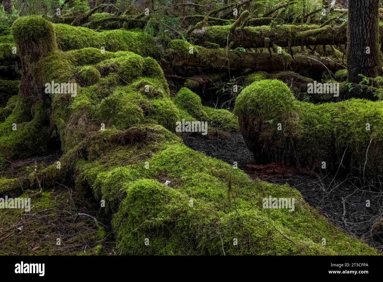 Lussureggiante foresta pluviale a Rose Harbour, riserva del Parco Nazionale di Gwaii Haanas, Haida Gwaii, British Columbia, Canada Foto Stock