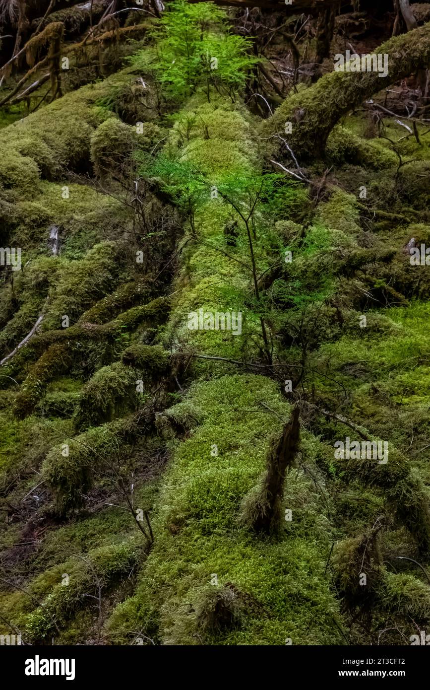 Lussureggiante foresta pluviale a Rose Harbour, riserva del Parco Nazionale di Gwaii Haanas, Haida Gwaii, British Columbia, Canada Foto Stock
