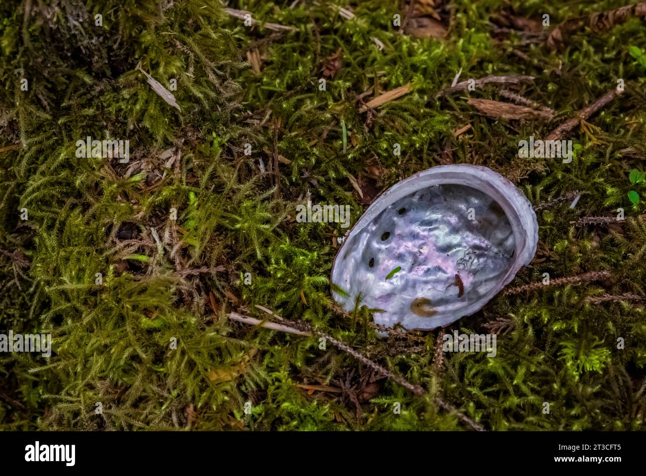 Conchiglia dell'Abalone settentrionale lasciata nella foresta pluviale da un animale, Rose Harbour, Gwaii Haanas National Park Reserve, Haida Gwaii, British Columbia, Canada Foto Stock