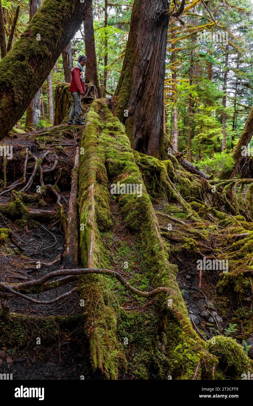 Canoa di cedro scolpita, ma abbandonata, nella foresta pluviale a Rose Harbour, Gwaii Haanas National Park Reserve, Haida Gwaii, British Columbia, Canada [No mo Foto Stock