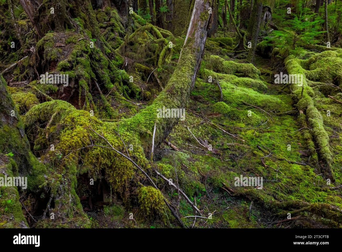 Lussureggiante foresta pluviale a Rose Harbour, riserva del Parco Nazionale di Gwaii Haanas, Haida Gwaii, British Columbia, Canada Foto Stock