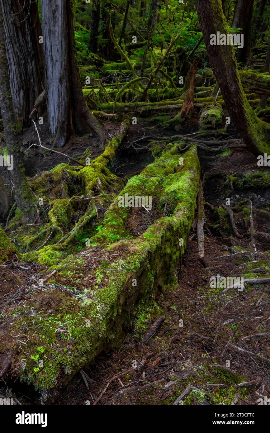 Lussureggiante foresta pluviale a Rose Harbour, riserva del Parco Nazionale di Gwaii Haanas, Haida Gwaii, British Columbia, Canada Foto Stock