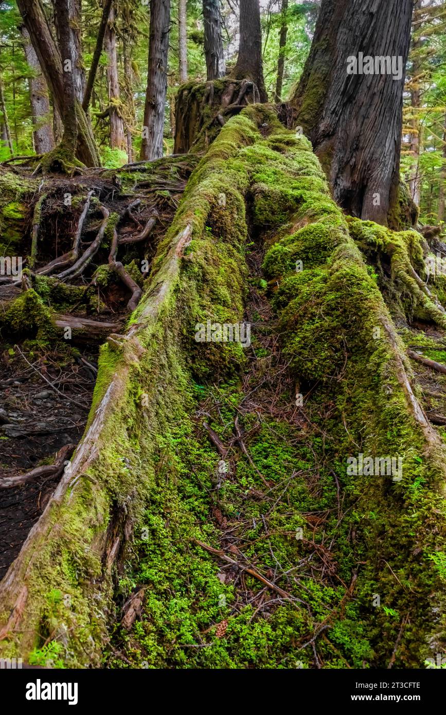 Canoa di cedro intagliata, ma abbandonata, nella foresta pluviale di Rose Harbour, Gwaii Haanas National Park Reserve, Haida Gwaii, British Columbia, Canada Foto Stock