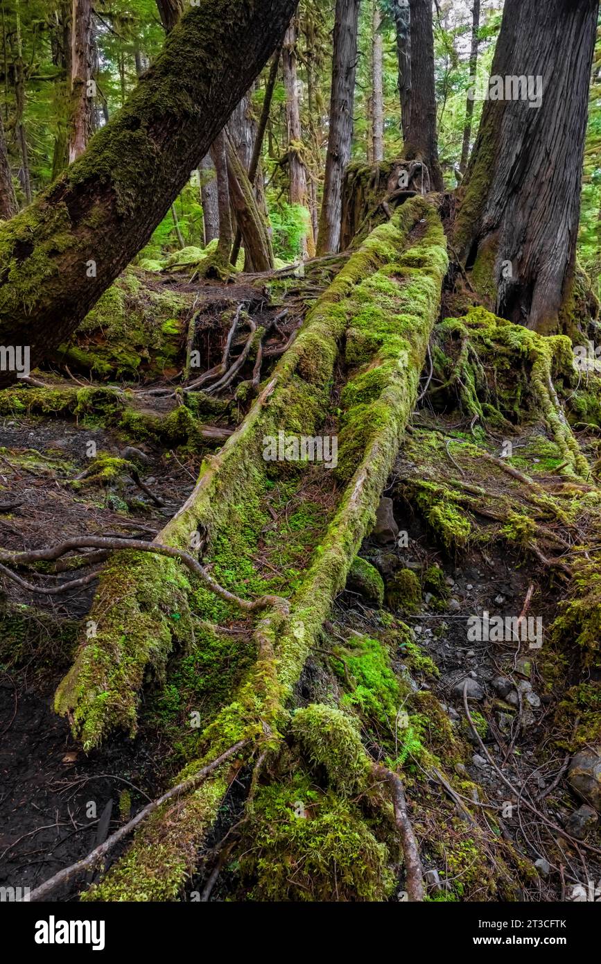 Canoa di cedro intagliata, ma abbandonata, nella foresta pluviale di Rose Harbour, Gwaii Haanas National Park Reserve, Haida Gwaii, British Columbia, Canada Foto Stock