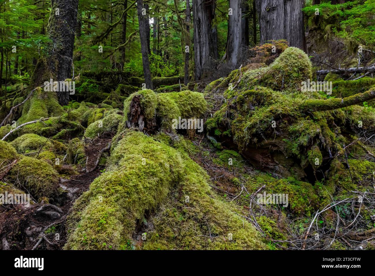 Lussureggiante foresta pluviale a Rose Harbour, riserva del Parco Nazionale di Gwaii Haanas, Haida Gwaii, British Columbia, Canada Foto Stock