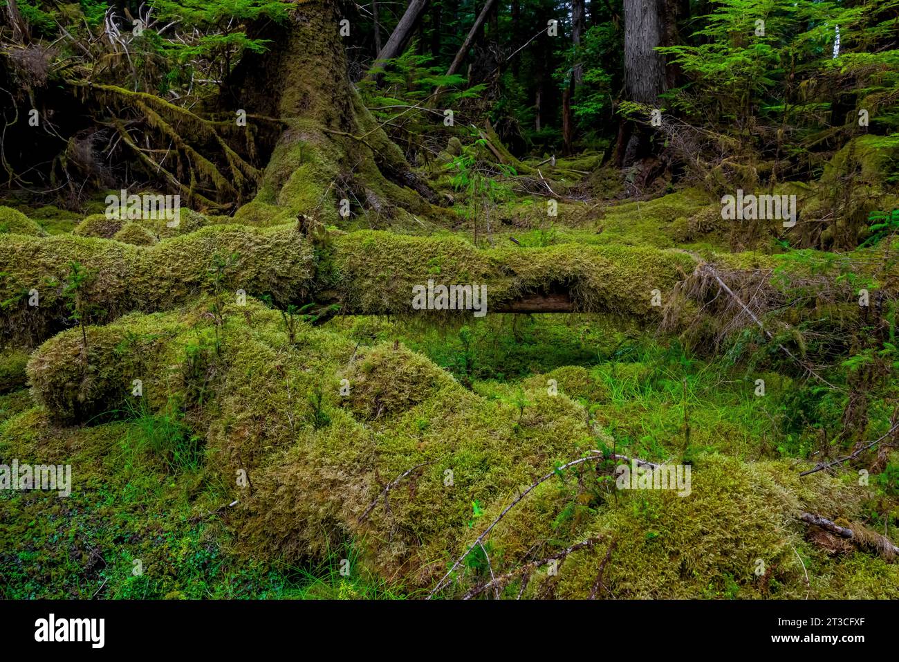 Lussureggiante foresta pluviale a Rose Harbour, riserva del Parco Nazionale di Gwaii Haanas, Haida Gwaii, British Columbia, Canada Foto Stock