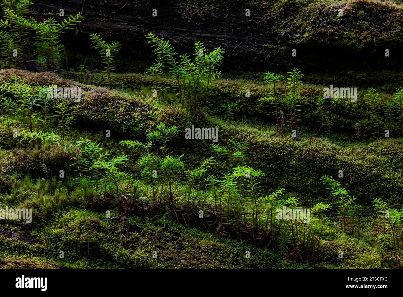 Piantine di Hemlock occidentali nella lussureggiante foresta pluviale a Rose Harbour, Gwaii Haanas National Park Reserve, Haida Gwaii, British Columbia, Canada Foto Stock