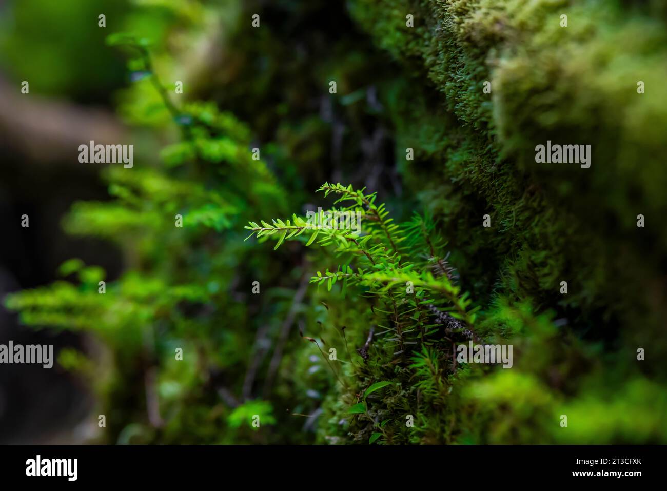 Piantine di Hemlock occidentali nella lussureggiante foresta pluviale a Rose Harbour, Gwaii Haanas National Park Reserve, Haida Gwaii, British Columbia, Canada Foto Stock