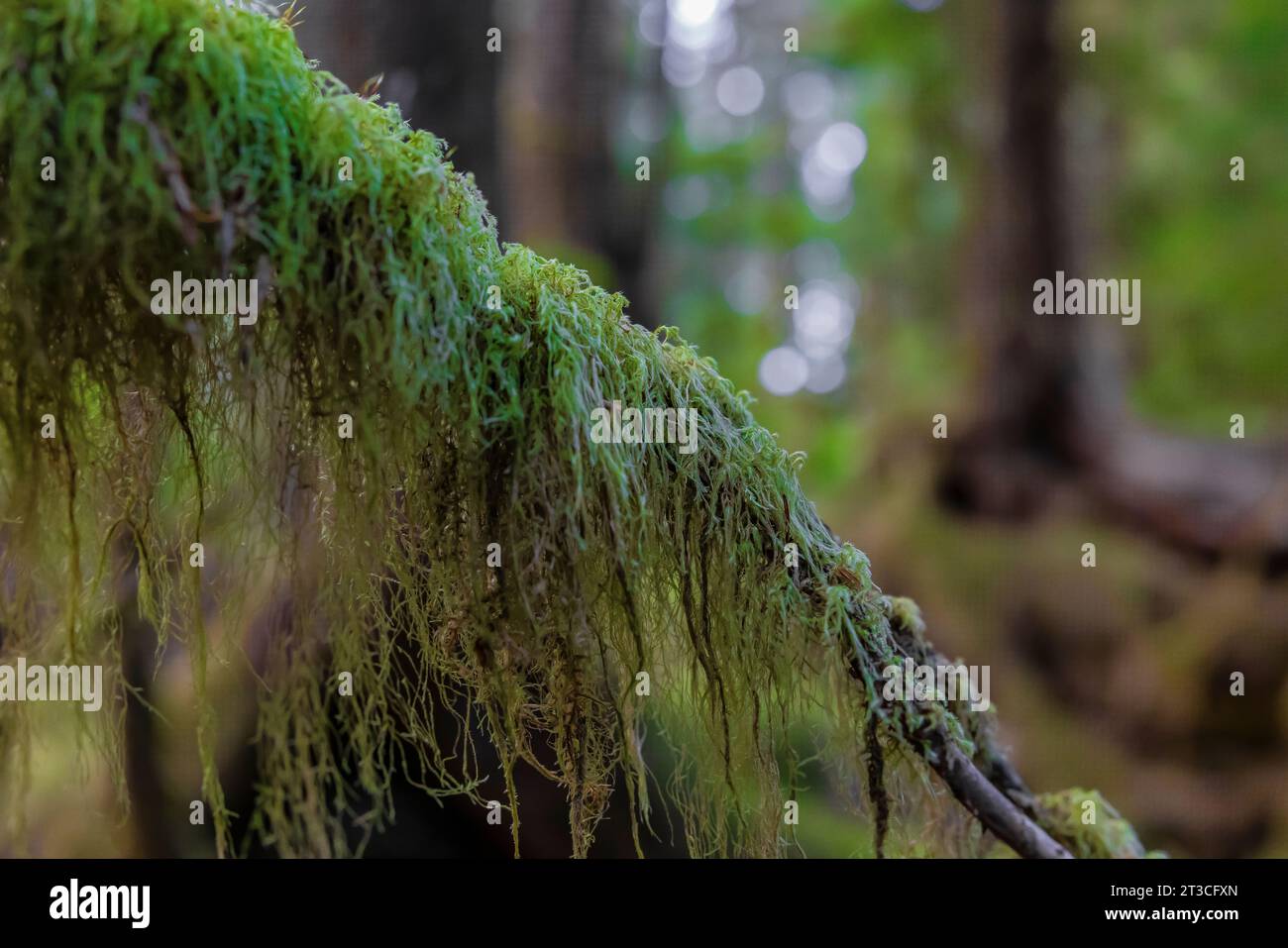 Lussureggiante foresta pluviale a Rose Harbour, riserva del Parco Nazionale di Gwaii Haanas, Haida Gwaii, British Columbia, Canada Foto Stock