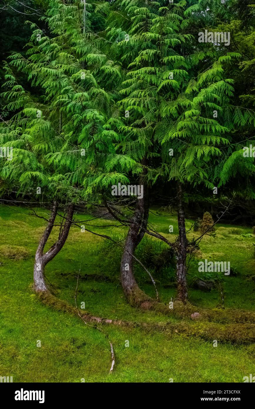 WESTERN Redcedars sui terreni della vecchia Rose Harbour Whaling Station, nel Gwaii Haanas National Park Reserve, Haida Gwaii, British Columbia, Canada Foto Stock