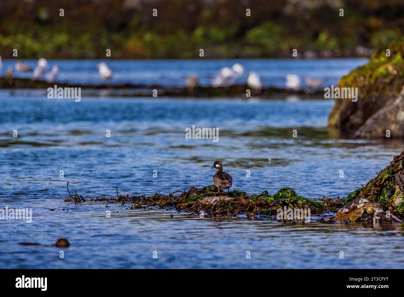 Harlequin Duck, Histrionicus histrionicus, femmina nell'oceano Pacifico della riserva nazionale di Gwaii Haanas, Haida Gwaii, British Columbia, Canada Foto Stock