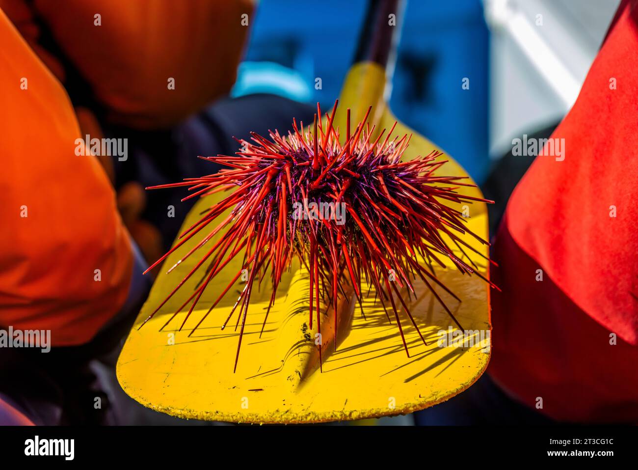 I giganti ricci del Mar Rosso vivono nell'oceano Pacifico della riserva nazionale di Gwaii Haanas, Haida Gwaii, British Columbia, Canada Foto Stock