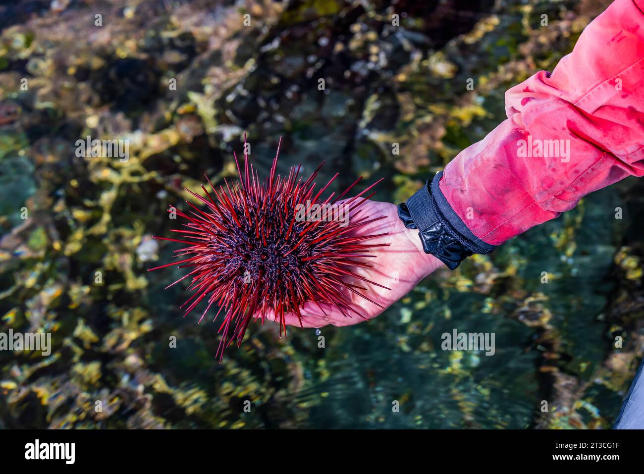 I giganti ricci del Mar Rosso vivono nell'oceano Pacifico della riserva nazionale di Gwaii Haanas, Haida Gwaii, British Columbia, Canada Foto Stock
