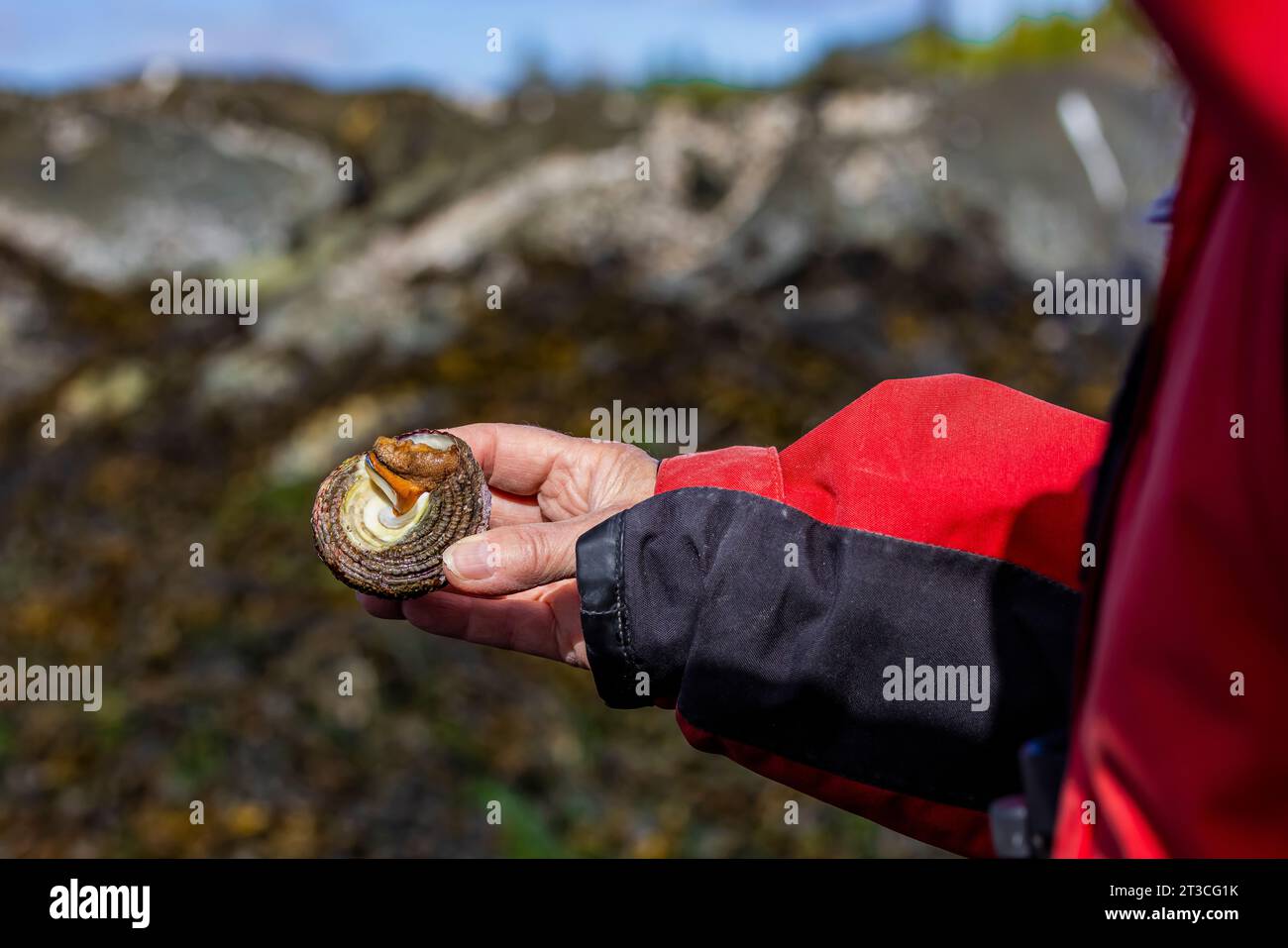 Red Turban Snail, Pomaulax gibberosa, trovata durante la bassa marea nel Gwaii Haanas National Park Reserve, Haida Gwaii, British Columbia, Canada Foto Stock